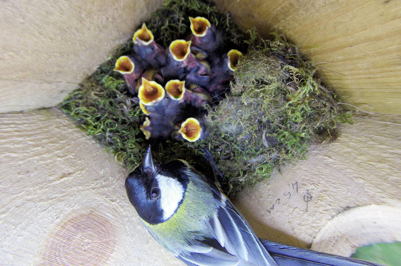 Encouraging Birds to Nest: How to Help Birds Nest in Your Garden